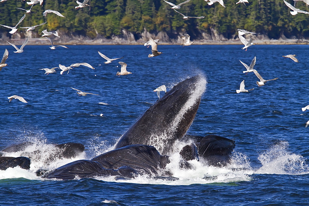 A group of adult humpback whales (Megaptera novaeangliae) co-operatively "bubble-net" feeding in Southeast Alaska, USA. Pacific Ocean