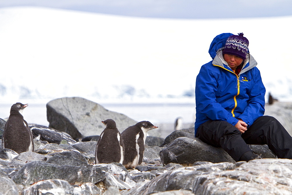 Guest from the Lindblad Expedition ship National Geographic Explorer with gentoo penguin chick in Antarctica