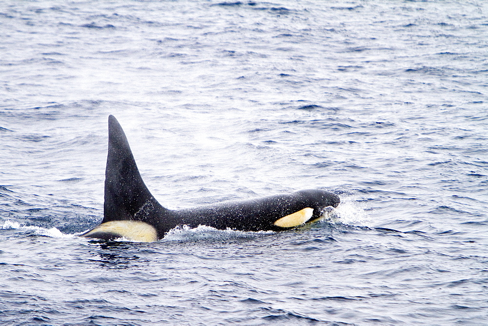 A small pod of killer whales (Orcinus orca) in the Drake Passage, Southern Ocean