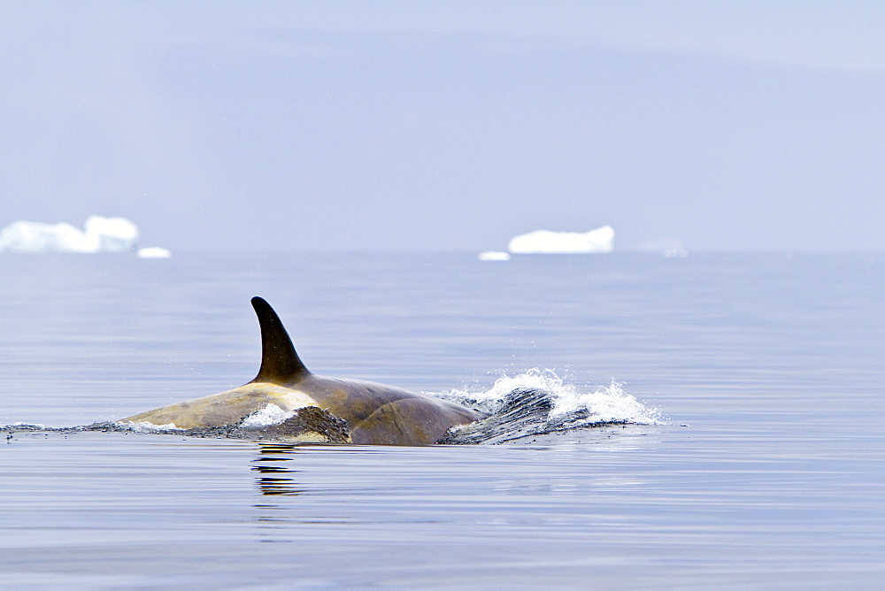 A small pod of about 25 "Type B" killer whales (Orcinus orca) south of the Antarctic Circle near the Antarctic Peninsula, Antarctica, Southern Ocean