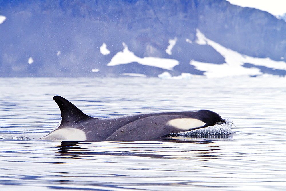 A small pod of about 25 "Type B" killer whales (Orcinus orca) south of the Antarctic Circle near the Antarctic Peninsula, Antarctica, Southern Ocean