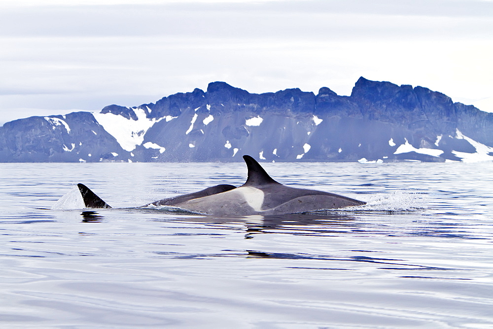 A small pod of about 25 "Type B" killer whales (Orcinus orca) near the Antarctic Peninsula, Antarctica, Southern Ocean