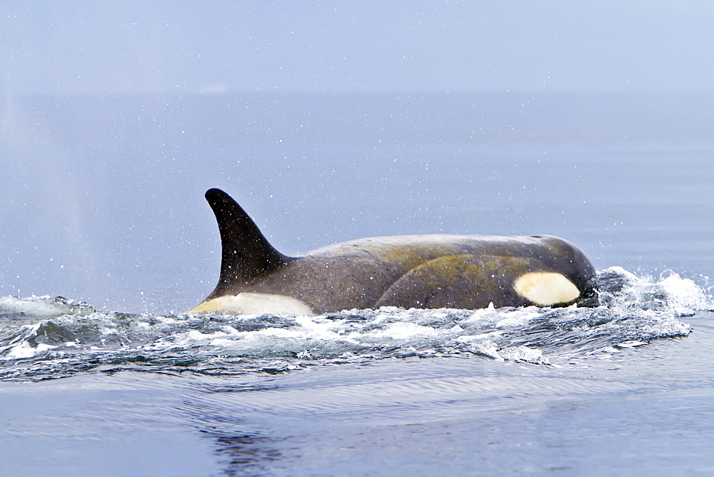 A small pod of about 25 "Type B" killer whales (Orcinus orca) near the Antarctic Peninsula, Antarctica, Southern Ocean