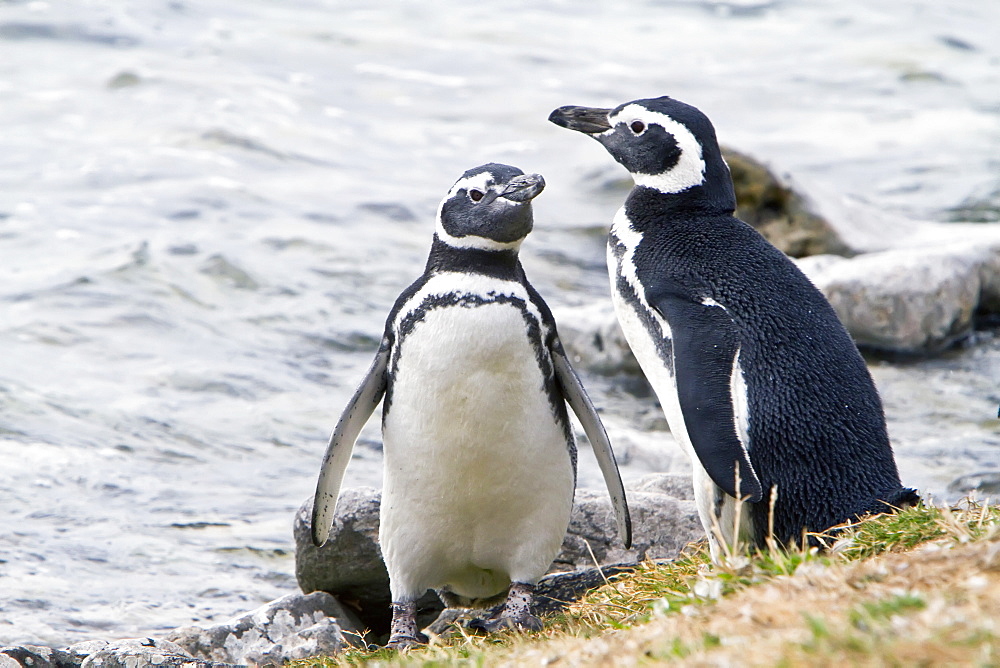 Magellanic penguins (Spheniscus magellanicus) on the beach at a breeding and molting site on Carcass Island, Falkland Islands, South Atlantic