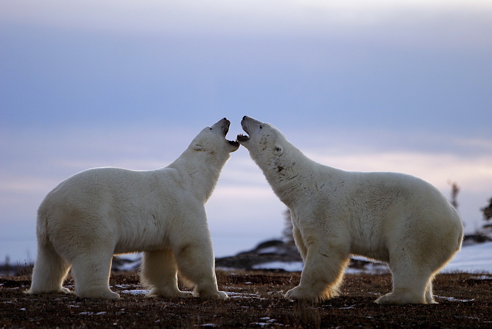 Adult male Polar Bears (Ursus maritimus) in ritualistic fighting stance (injuries are rare) near Churchill, Manitoba, Canada.