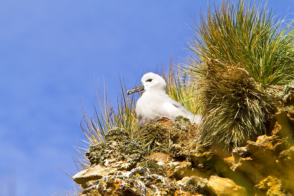 Black-browed albatross (Thalassarche melanophrys) chick in the nest on New Island in the Falkland Islands, South Atlantic Ocean