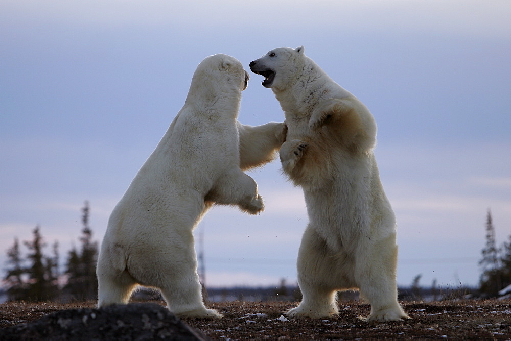 Adult male Polar Bears (Ursus maritimus) in ritualistic fighting stance (injuries are rare) near Churchill, Manitoba, Canada.