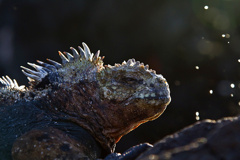 The endemic Galapagos marine iguana (Amblyrhynchus cristatus) in the Galapagos Island Archipelago, Ecuador