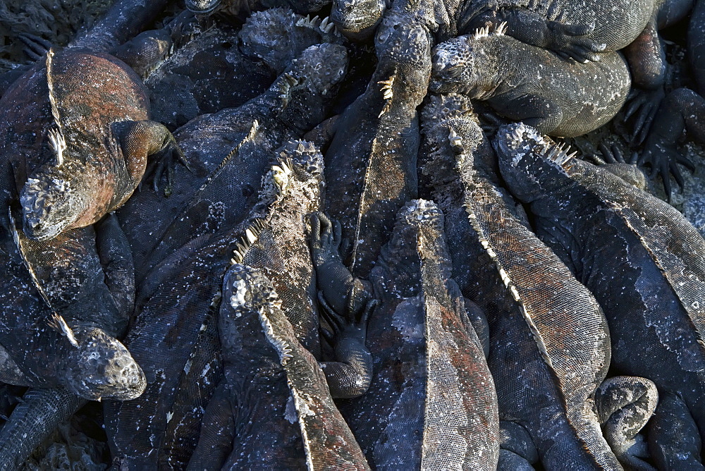 The endemic Galapagos marine iguana (Amblyrhynchus cristatus) in the Galapagos Island Archipelago, Ecuador