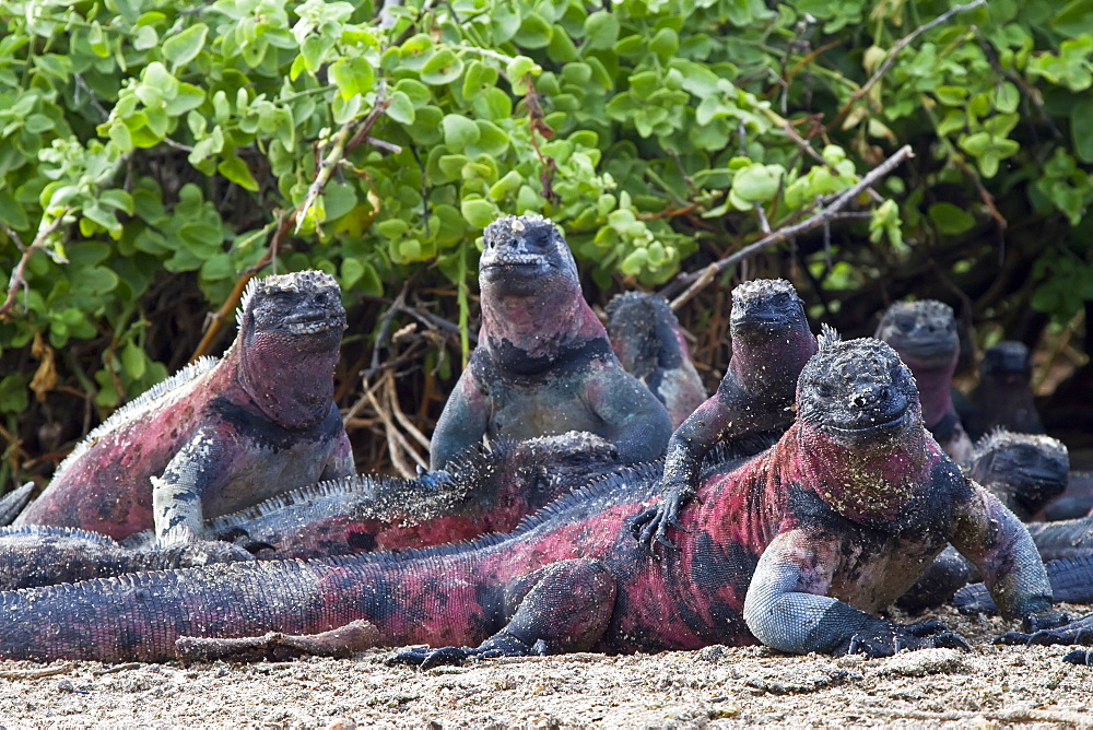 The endemic Galapagos marine iguana (Amblyrhynchus cristatus) on Espanola Island in the Galapagos Island Archipelago, Ecuador