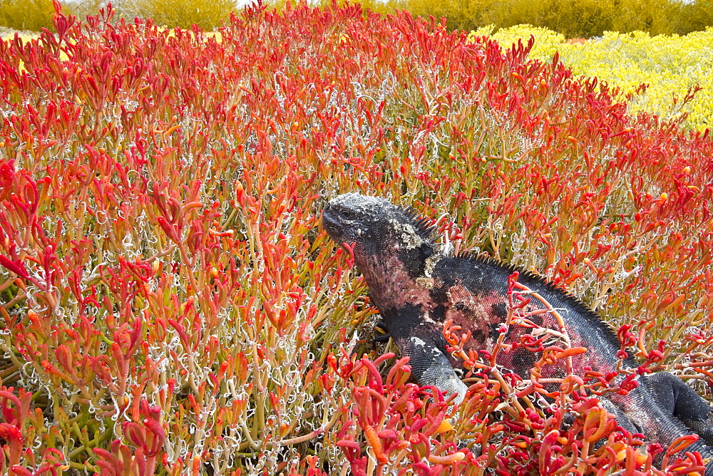 The endemic Galapagos marine iguana (Amblyrhynchus cristatus) on Espanola Island in the Galapagos Island Archipelago, Ecuador