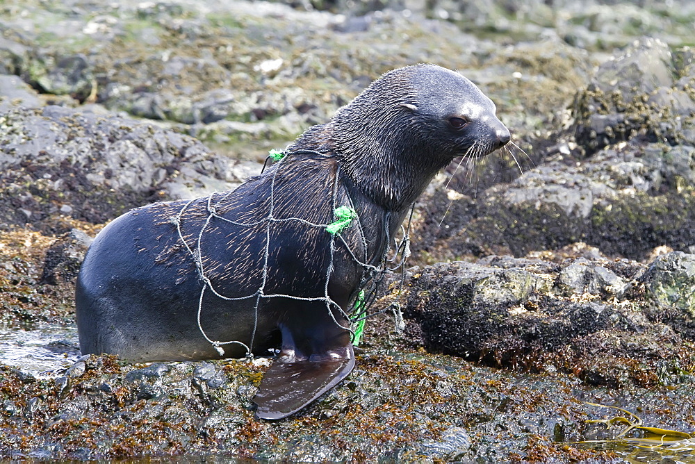 Antarctic fur seal pup (Arctocephalus gazella) caught in fishing net on South Georgia, Southern Ocean