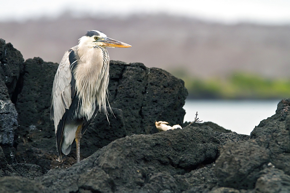 Adult great blue heron (Ardea herodias cognata) at Cerro Dragon on Santa Cruz Island in the Galapagos Island Archipelago, Ecuador