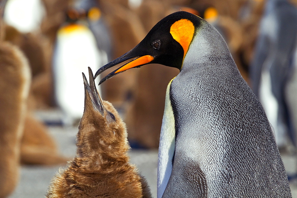 Adult king penguin (Aptenodytes patagonicus) in the act of feeding chick on South Georgia Island, Southern Ocean.