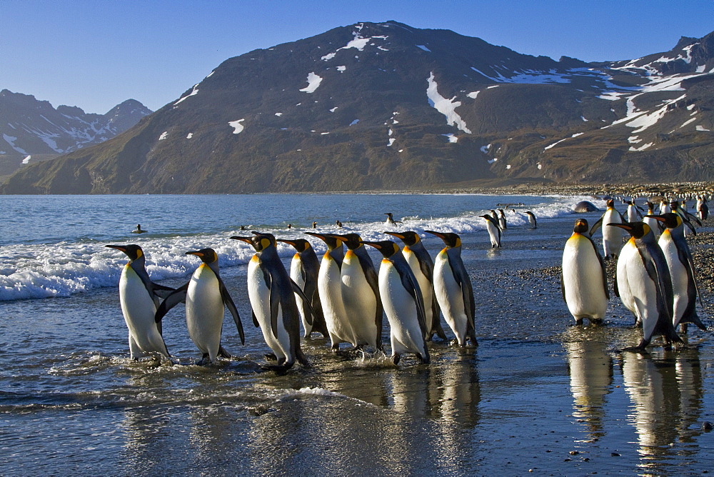 King penguin (Aptenodytes patagonicus) breeding and nesting colony on South Georgia Island, Southern Ocean.