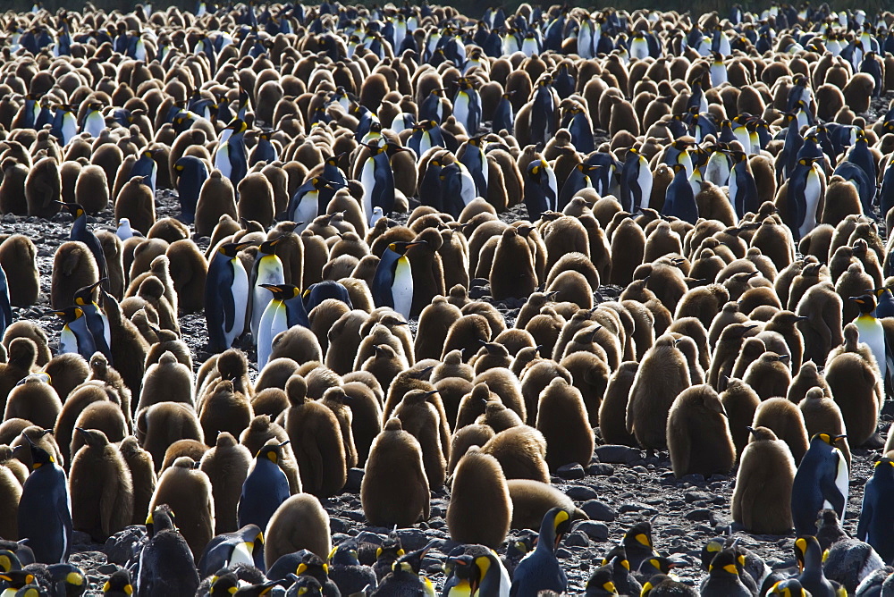 King penguins (Aptenodytes patagonicus) in downy plumage (often called "okum boys") on South Georgia Island, Southern Ocean.