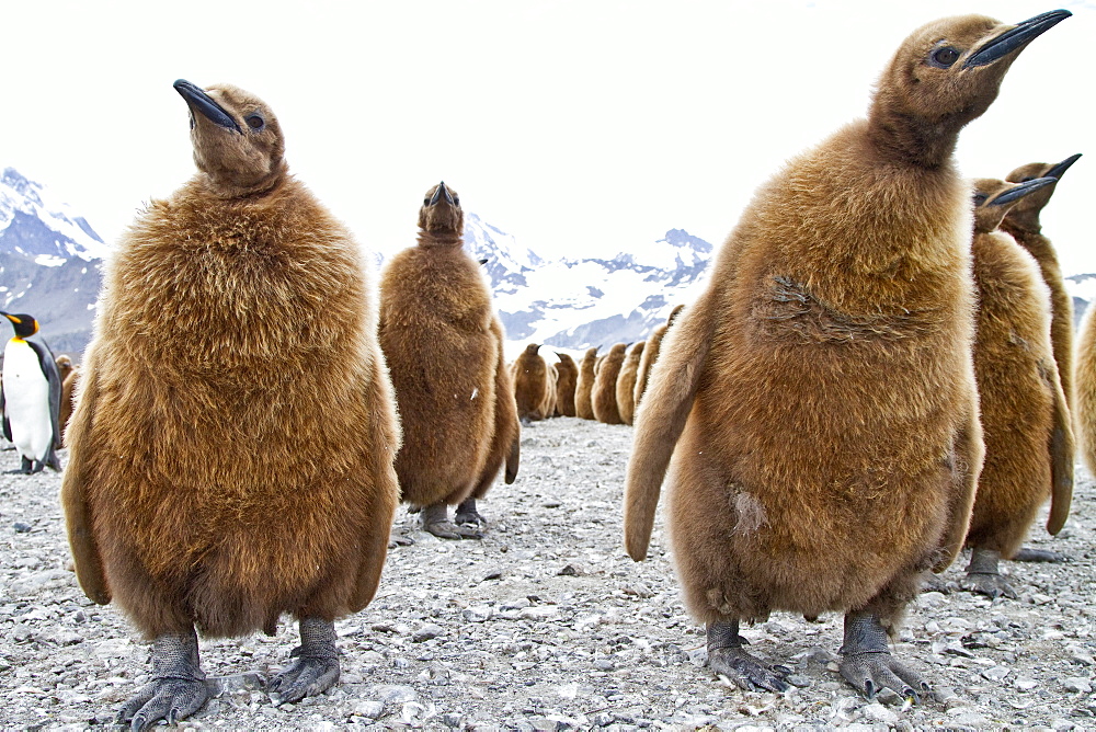 King penguins (Aptenodytes patagonicus) in downy plumage (often called "okum boys") on South Georgia Island, Southern Ocean. 