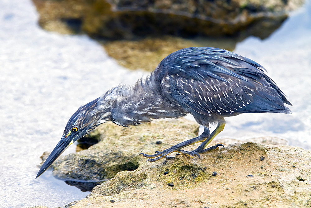 Galapagos heron (Butorides sundevalli) fishing along the lava shore in the Galapagos Islands, Ecuador. MORE INFO This heron is also known as the lava heron and is endemic to the Galapagos Islands.  