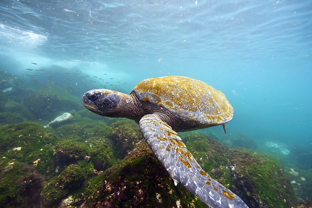 Adult green sea turtle (Chelonia mydas agassizii) underwater off the west side of Isabela Island in the Galapagos Island Archipelago, Ecuador