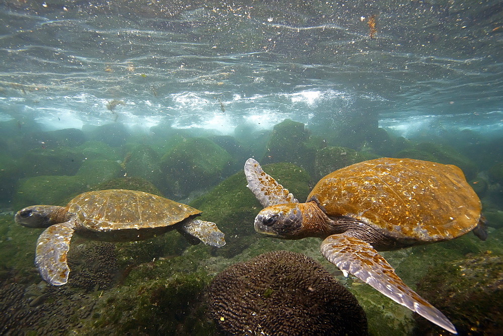 Adult green sea turtle (Chelonia mydas agassizii) underwater off the west side of Isabela Island in the Galapagos Island Archipelago, Ecuador