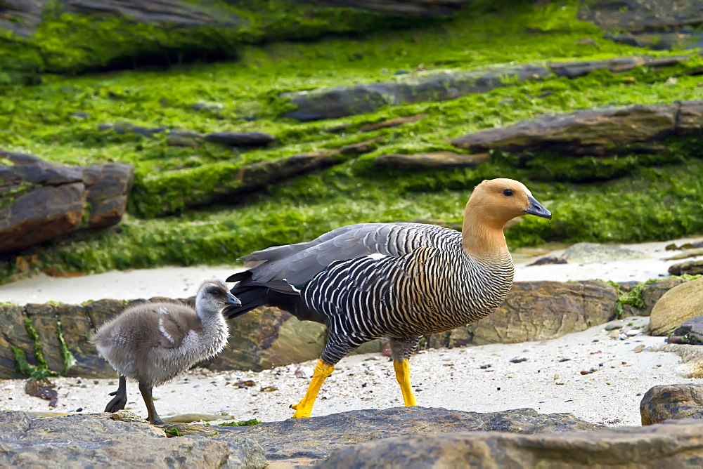 Adult Magellan goose or upland goose (Chloephaga picta) with goslings on Carcass Island in the Falkland Islands, South Atlantic Ocean