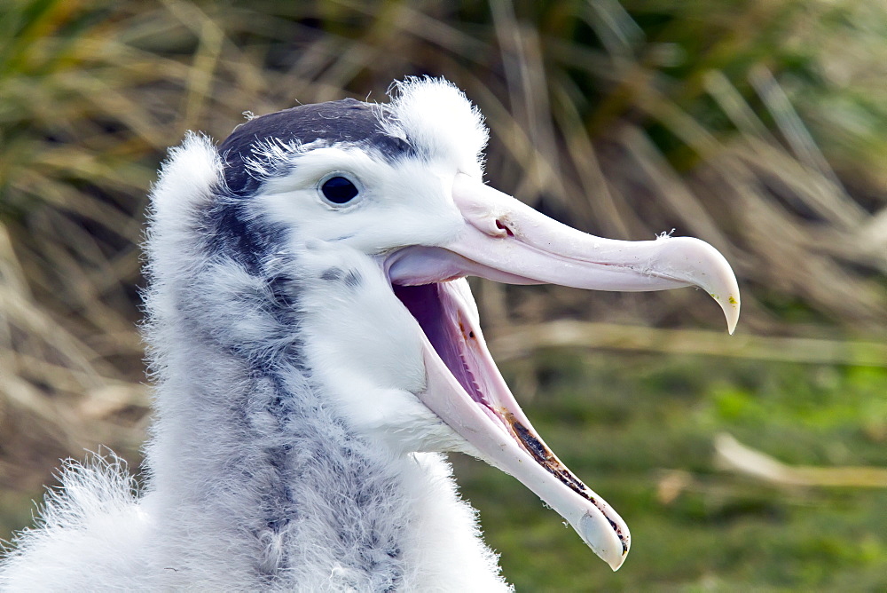 Wandering albatross (Diomedea exulans) chick at breeding colony on Prion Island, Bay of Isles, South Georgia, Southern Ocean