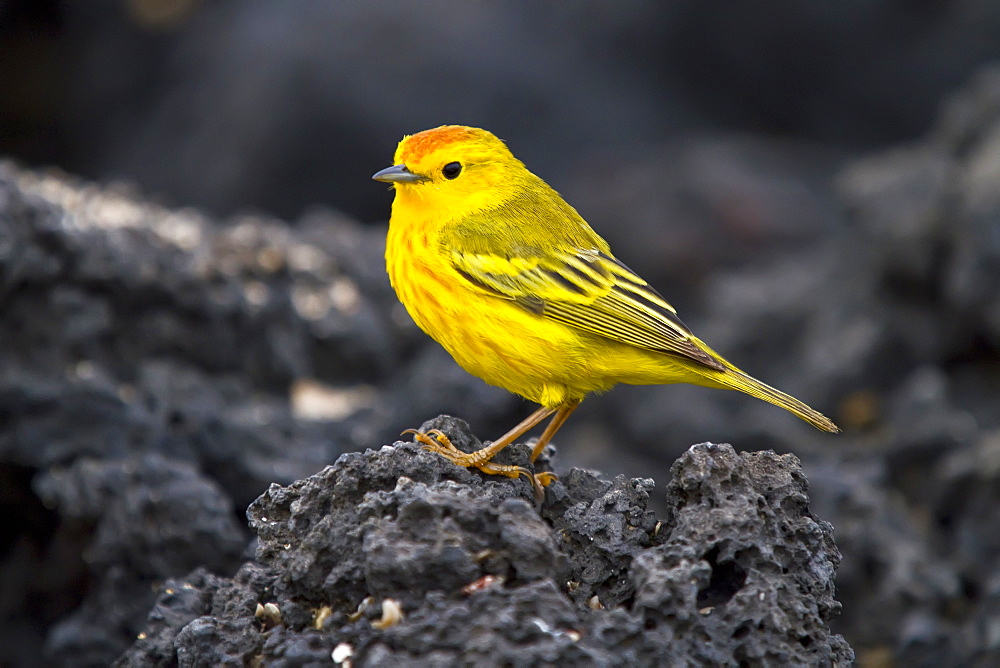 Adult male yellow warbler (Dendroica petechia aureola)  in the Galapagos Island Archipelago, Ecuador