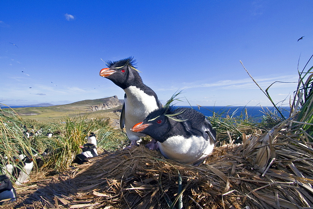 Adult rockhopper penguin (Eudyptes chrysocome chrysocome) at breeding and molting colony on New Island in the Falkland Islands, South Atlantic Ocean