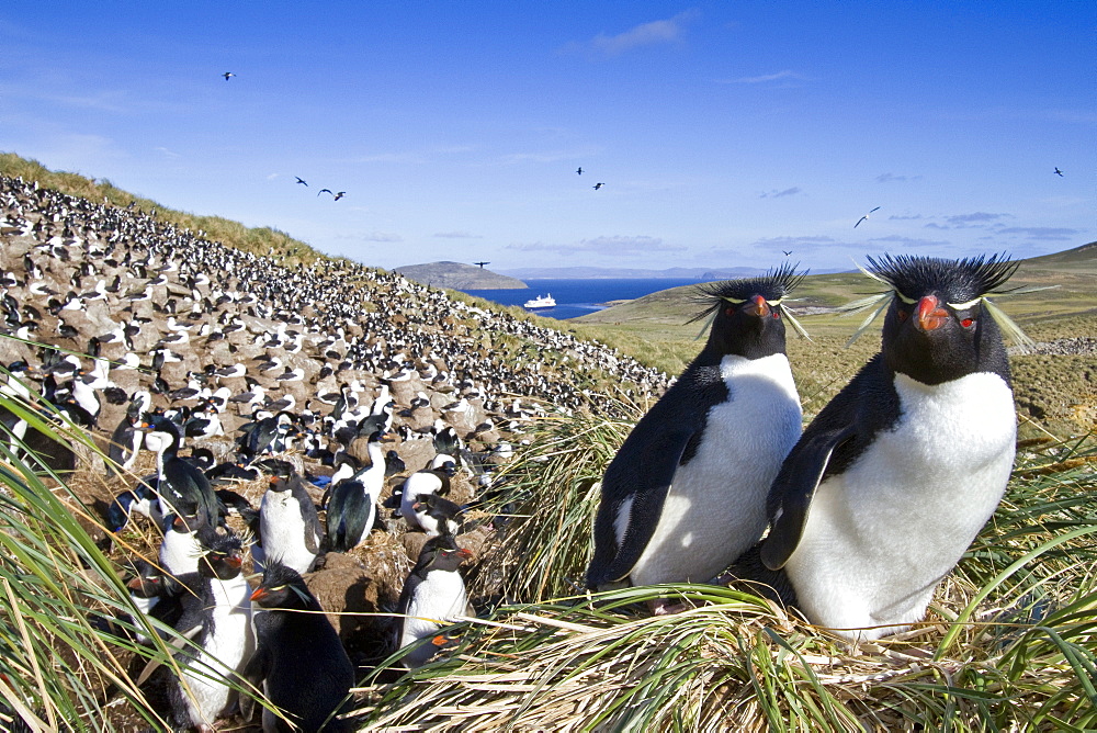 Adult rockhopper penguin (Eudyptes chrysocome chrysocome) at breeding and molting colony on New Island in the Falkland Islands, South Atlantic Ocean