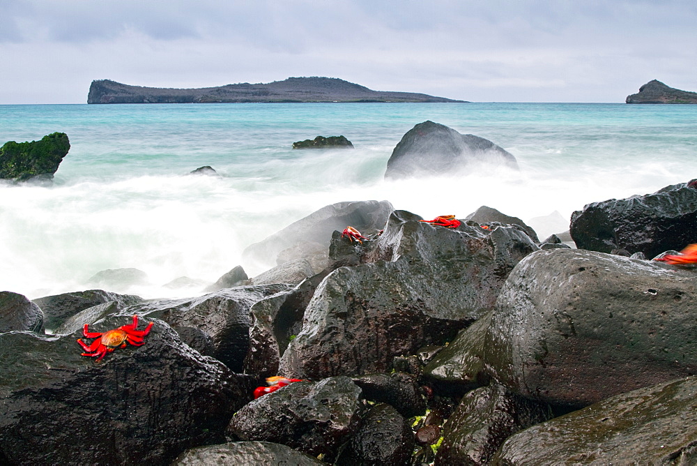 Surf breaking on lava shoreline at Gardner Bay on Espanola Island in the Galapagos Island Archipelago, Ecuador. MORE INFO Slow shutter speeds allow for surreal water movement in this photograph.