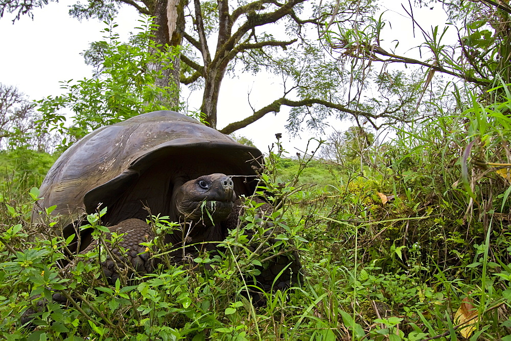 Wild Galapagos giant tortoise (Geochelone elephantopus) feeding on the upslope grasslands of Santa Cruz Island in the Galapagos Island Archipelago, Ecuador