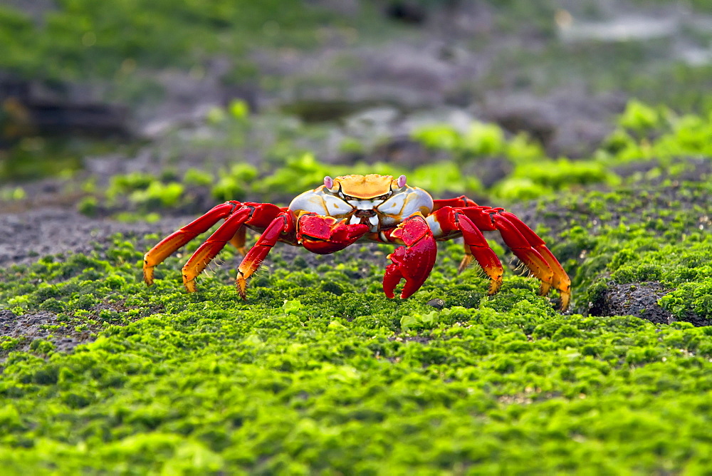 Sally lightfoot crab (Grapsus grapsus) in the littoral of the Galapagos Island Archipelago, Ecuador