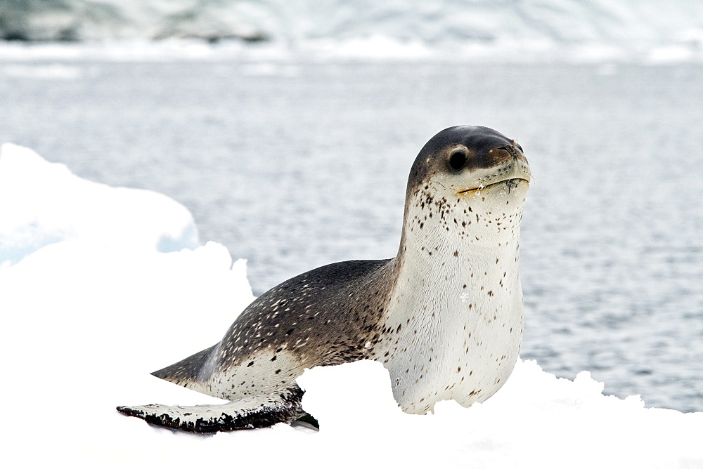 Adult female leopard seal (Hydrurga leptonyx) hauled out on ice floe in Kayak Cove on Brabant Island near the Antarctic Peninsula, Southern Ocean