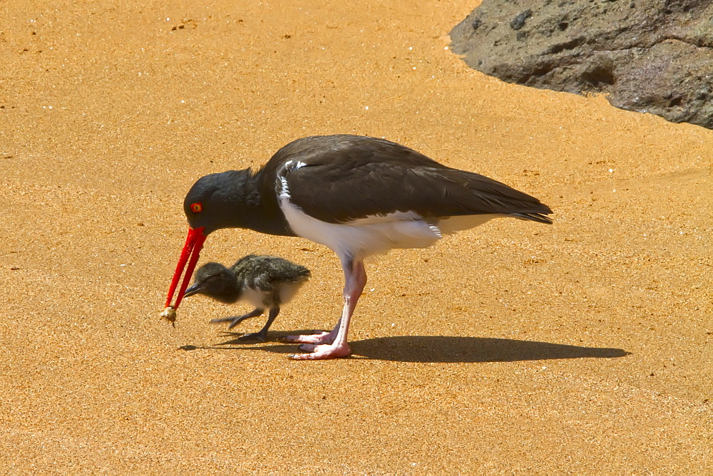 Adult American oystercatcher (Haematopus palliatus galapagensis) feeding chick along the shoreline on Bartolome Island in the Galapagos Island Group, Ecuador