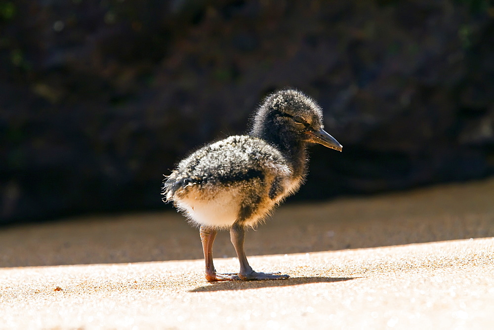 American oystercatcher (Haematopus palliatus galapagensis) chick along the shoreline on Bartolome Island in the Galapagos Island Group, Ecuador