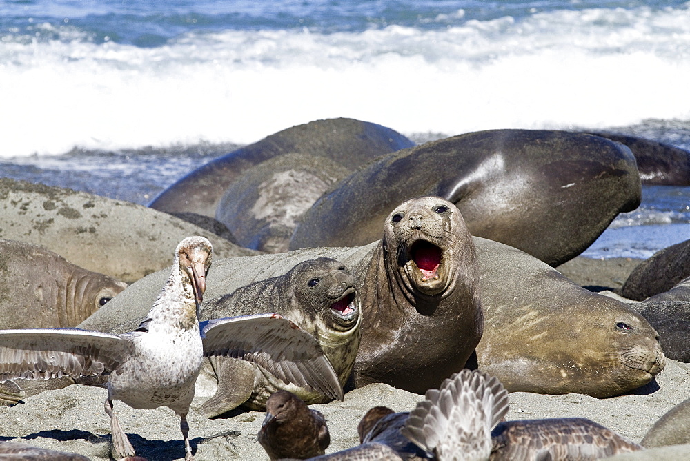 Northern giant petrel (Macronectes halli) fighting over the scavenging rights to a dead elephant seal pup at Royal Harbor on South Georgia Island, Southern Ocean