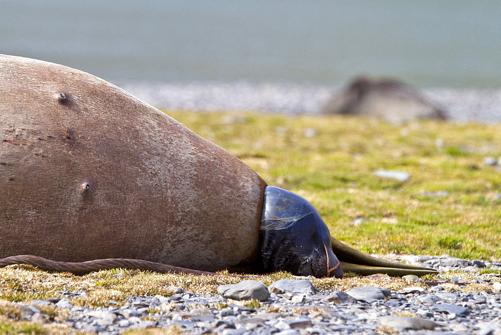 Pregnant female southern elephant seal (Mirounga leonina) giving birth on the beach near the abandoned whaling station at Stromness Bay on South Georgia Island in the Southern Ocean