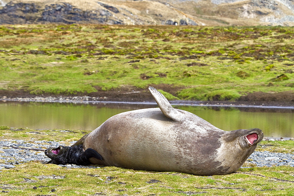 Pregnant female southern elephant seal (Mirounga leonina) giving birth on the beach near the abandoned whaling station at Stromness Bay on South Georgia Island in the Southern Ocean