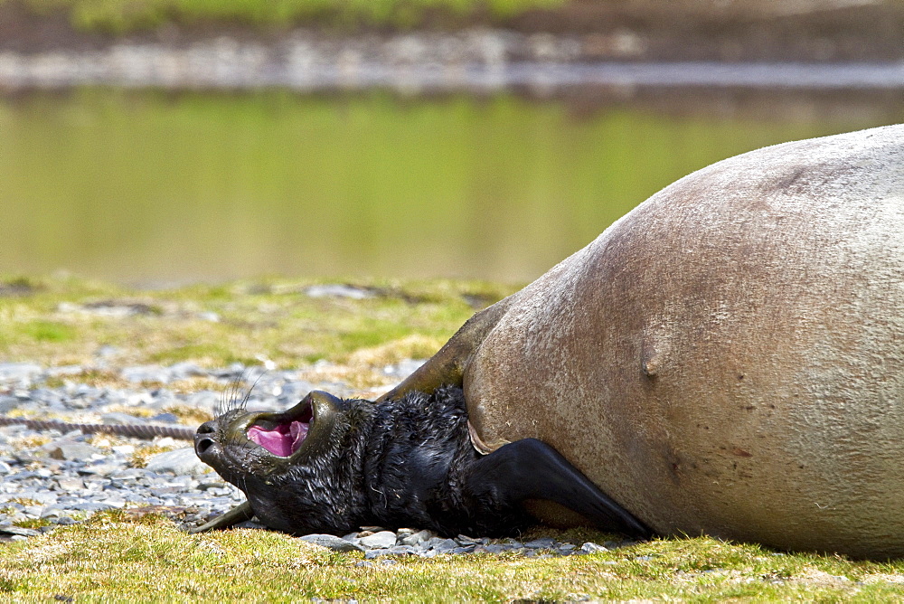 Pregnant female southern elephant seal (Mirounga leonina) giving birth on the beach near the abandoned whaling station at Stromness Bay on South Georgia Island in the Southern Ocean