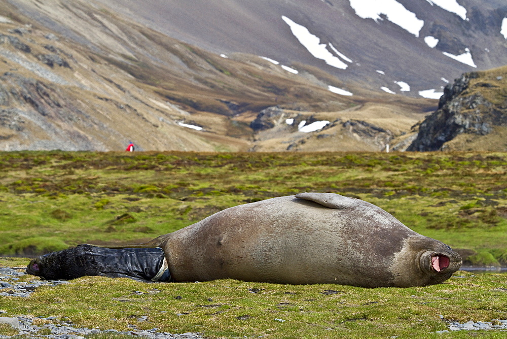 Pregnant female southern elephant seal (Mirounga leonina) giving birth on the beach near the abandoned whaling station at Stromness Bay on South Georgia Island in the Southern Ocean