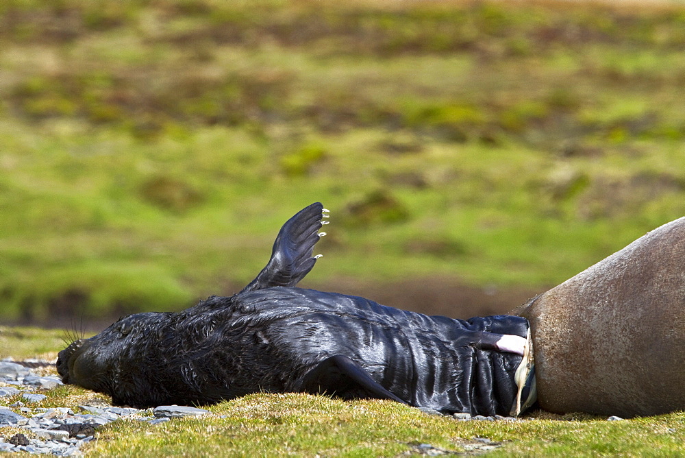 Pregnant female southern elephant seal (Mirounga leonina) giving birth on the beach near the abandoned whaling station at Stromness Bay on South Georgia Island in the Southern Ocean