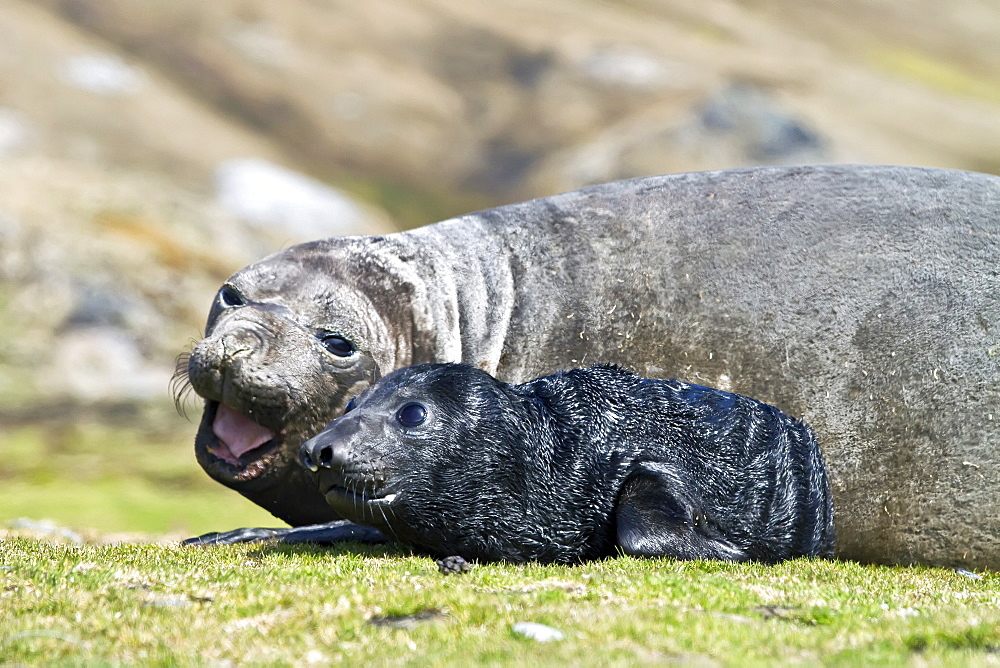 Pregnant female southern elephant seal (Mirounga leonina) giving birth on the beach near the abandoned whaling station at Stromness Bay on South Georgia Island in the Southern Ocean