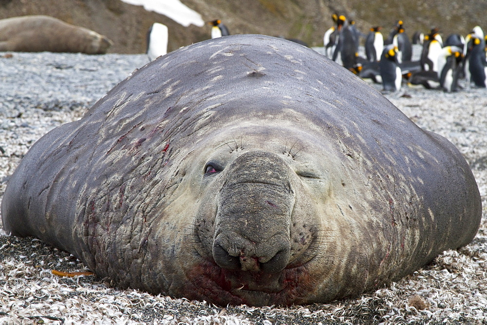 Bull southern elephant seal (Mirounga leonina) on South Georgia Island in the Southern Ocean