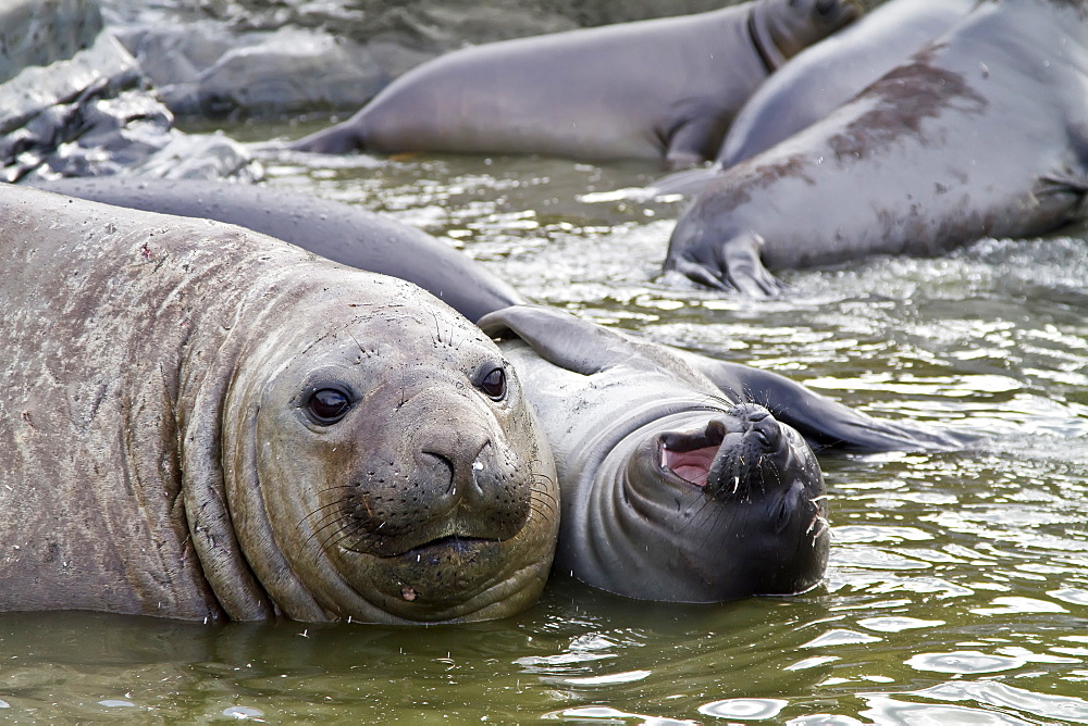 Young adult bull southern elephant seal (Mirounga leonina) holding a young pup's head underwater on South Georgia Island in the Southern Ocean