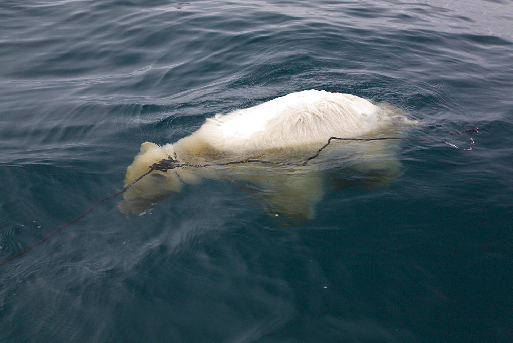 Dead polar bear cub (Ursus maritimus) found floating near multi-year ice floes in the Barents Sea off the eastern coast of EdgeØya (Edge Island) in the Svalbard Archipelago, Norway.