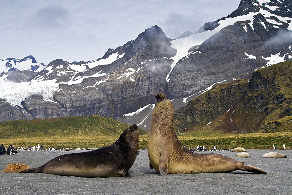 Adult bull southern elephant seals (Mirounga leonina) fighting for breeding grounds on South Georgia Island in the Southern Ocean