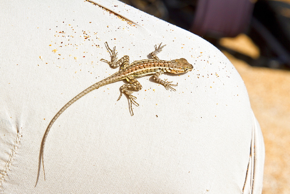 Lava lizard (Microlophus spp) in the Galapagos Island Archipelago, Ecuador