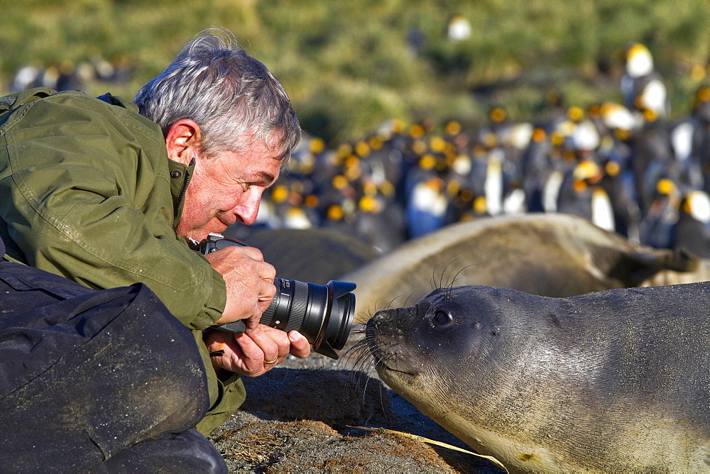 Staff from the Lindblad Expedition Ship National Geographic Explorer with an elephant seal pup on South Georgia Island, Southern Ocean