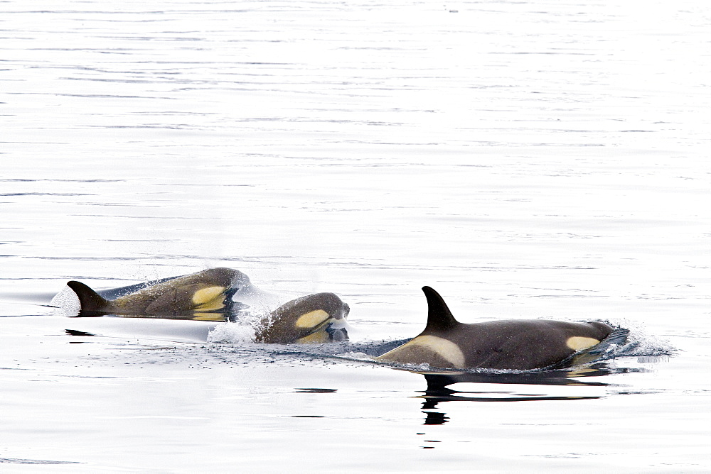 A small pod of Type B killer whales (Orcinus nanus) just outside Duse Bay in the Weddell Sea, Antarctica, Southern Ocean