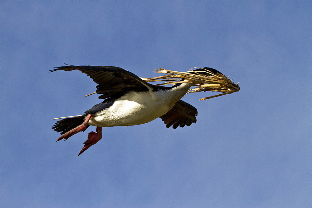 Adult Imperial Shag (Phalacrocorax (atriceps) atriceps) returning to the colony with nesting material on New Island in the Falkland Islands, South Atlantic Ocean